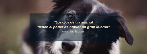 Knine Servicios Veterinarios
